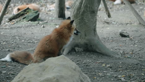 Fox-Shakes-Off-His-Body-Behind-The-Tree-Within-The-Zao-Fox-Village-In-Miyagi,-Japan