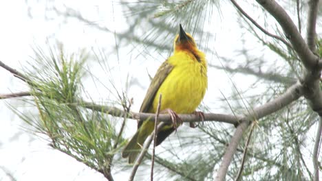 A-Cape-weaver-cleans-it's-beak-then-hops-to-another-branch-in-a-pine-tree