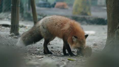 Large-Fox-Sniffing-On-The-Ground-Within-The-Miyagi-Zao-Fox-Village-In-Japan