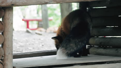 Red-Fox-Roams-Around-The-Wooden-Shelter-Within-Miyagi-Zao-Fox-Village-In-Japan