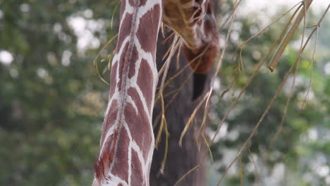 Tall,-feeding-giraffe-uses-long-tongue-to-pull-tasty-leaves-from-tree