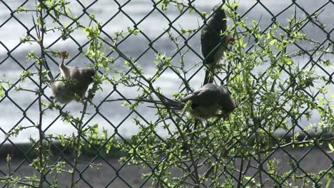 Mouse-birds-cling-to-a-fence-while-pecking-at-a-thorny-bush-in-South-Africa