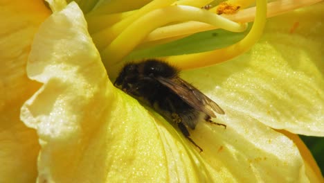 Yellow-Daylily-Flower-In-Bloom-With-Bumblebee-Resting-Inside-The-Petals