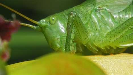 Macro-Of-The-Common-Green-Grasshopper-Feeding-On-The-Plant