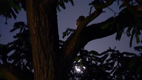 An-Owl-On-The-Tree-Branch-At-Nighttime---low-angle