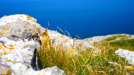 Sunny-coastal-rocky-mountain-grass-closeup-blowing-in-ocean-breeze-on-cliff-edge-slow-push-in