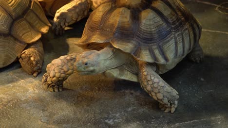 Afrikanische-Spornschildkröte-Oder-Die-Sulcata-Schildkröte,-Die-Auf-Dem-Boden-In-Der-Nähe-Anderer-Tiere-Vorbeiläuft