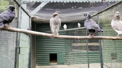 different-pigeons-sitting-side-by-side-on-branch-in-aviary