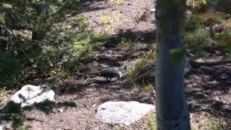 Wide-shot-of-a-small-bird-standing-on-a-small-dirt-path-and-trying-to-find-some-seeds-or-bugs-to-eat-on-a-warm-sunny-summer-day-in-the-Utah-Uinta-National-Forest