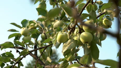 Jugosas-Manzanas-Verdes-En-El-Primer-Plano-De-Las-Ramas-En-4k