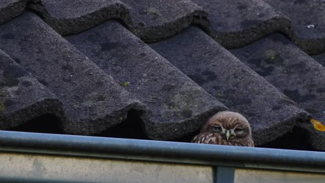 Little-owl-peep-out-from-a-terrace-nest-while-dozing,-urban-bird-life---static-low-angle-shot