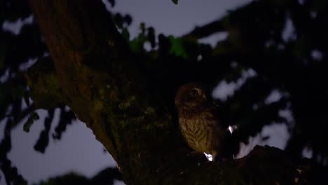 Little-owl-sitting-in-front-of-the-moon-and-flying-away-from-a-tree