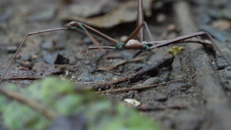 Macro-close-up-of-stick-insect-Phasmatodea-walking-over-leaves-on-forest-floor