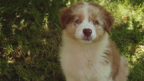 Cute-Fluffy-Australian-Shepherd-Dog-Puppy-with-Brown-Blue-Eyes-Sits-on-Grass,-closeup