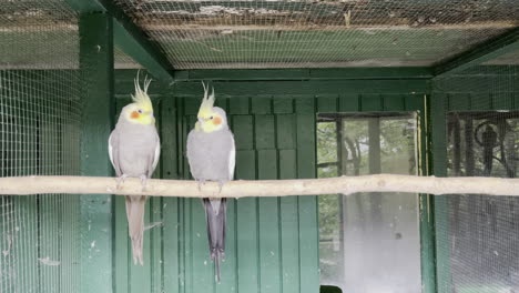 yellow-cockatiels-sitting-side-by-side-on-branch-in-aviary