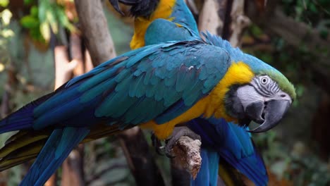 Two-blue-and-gold-macaws-parrots-hanging-on-the-tree-branch-in-the-rainforest-close-up