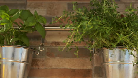 Fresh-basil-and-thyme-growing-in-metal-pots-in-home-kitchen,-panning-right-view
