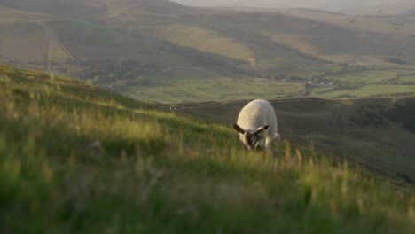 Handheld-shot-towards-sheep-grazing-on-grass-on-top-of-Mam-Tor,-Castleton,-Peak-District,-England