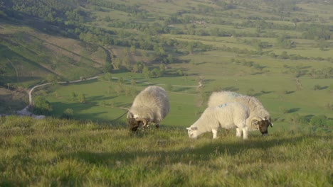 Handheld-shot-of-three-sheep-grazing-on-grass-on-top-of-Mam-Tor,-Castleton,-Peak-District,-England
