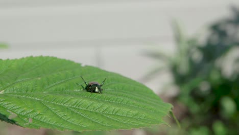 Gran-Escarabajo-Tirado-En-La-Hoja-Verde-Balanceándose-Bajo-Una-Suave-Brisa