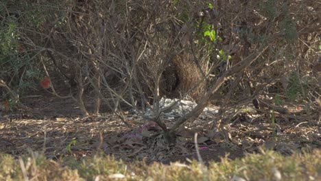 Großer-Laubenvogel-Auf-Seinem-Nest-Mit-Weißen-Felsen