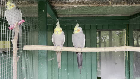 yellow-cockatiels-sitting-side-by-side-on-branch-in-aviary