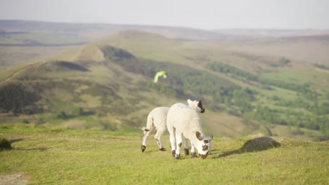 Handheld-shot-of-three-sheep,-mum-and-two-babies,-grazing-on-grass-on-top-of-Mam-Tor,-Castleton,-Peak-District,-England