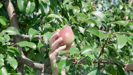Zeitlupe-Einer-Hand,-Die-Frische-Birnenfrüchte-Vom-Baum-Im-Obstgarten-Pflückt