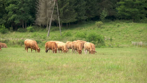 Herde-Von-Limousin-Kühen,-Die-Auf-Einer-Offenen-Weide-Grasen