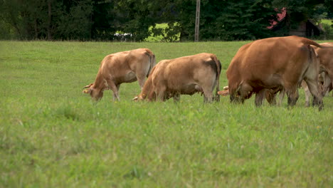 Herd-of-Brown-Cows-Grazing-in-the-green-field-and-Eating-Grass-on-a-Sunny-Day-in-Zielenica,-Poland