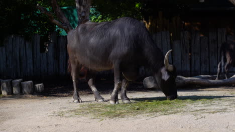 Agricultural-Water-Buffalo-eating-in-outdoor-setting