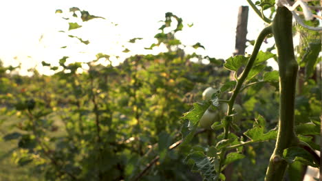Tomates-Naturales-Verdes-Creciendo-En-Una-Rama,-Cultivando-Tomates-En-El-Jardín,-Cámara-Moviéndose-Hacia-Atrás-Y-Filmada-En-4k-Alrededor-De-Tomates-Frescos-En-La-Vid,-En-Una-Plantación-Orgánica-Y-Casera