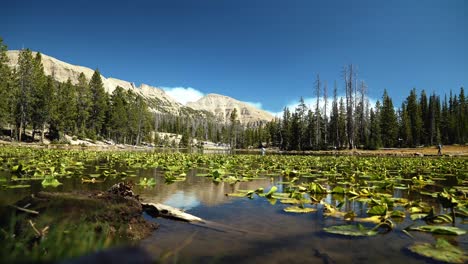 Landscape-shot-of-the-tranquil-Butterfly-Lake-with-lily-pads-up-the-Uinta-National-Forest-in-Utah-with-large-Rocky-Mountains-and-pine-trees-surrounding-on-a-bright-sunny-summer-day
