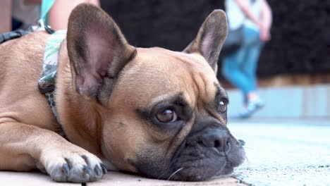Close-Up-Image-Of-A-French-Bulldog-Puppy-Rested-Outdoor-During-Daytime