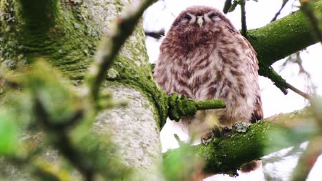 Little-owl-sleeping-while-sat-on-tree-branch-in-the-forest,-low-angle-shot