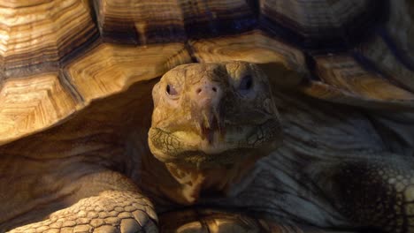 Afrikanische-Spornschildkröte-Oder-Die-Sulcata-Schildkrötenkopfnahaufnahme