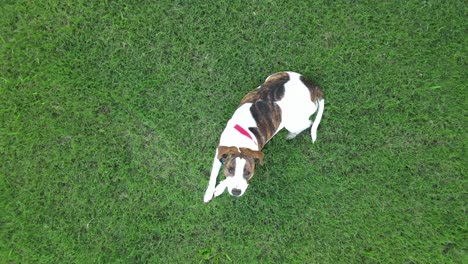Pitbull-puppy-laying-in-the-grass-looking-up-at-drone