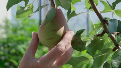 Close-Up-Of-Pear-Fruit-Being-Harvested-By-Hand-On-Tree-Branch