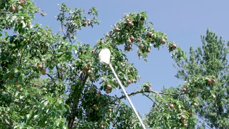 Fruit-Picker-Head-Basket-Used-In-Harvesting-Pears---low-angle-shot