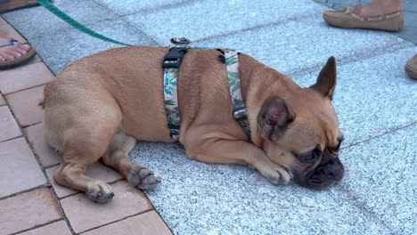 4k-video-of-a-french-bulldog-lying-on-tile-floor-while-it's-owner-standing-beside-in-Lidzbark,-Poland