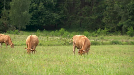 Große-Limousin-kühe,-Die-Auf-Frischem-Grünem-Gras-In-Einem-Nordeuropäischen-Ackerland-Grasen