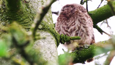 Cute-Little-Owl-on-branch-sleeping-in-daylight