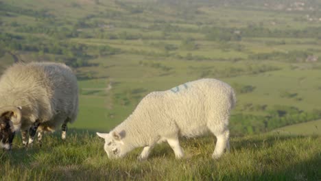 Handheld-shot-of-three-sheep-grazing-on-grass-on-top-of-Mam-Tor,-Castleton,-Peak-District,-England