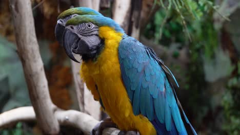 Two-blue-and-gold-macaws-parrots-on-the-tree-branch-in-rainforest,-blue-and-gold-Macaw-close-up-4k