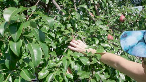 Kaukasische-Frau,-Die-An-Einem-Sonnigen-Tag-Birnenfrüchte-Vom-Baum-Im-Garten-Pflückt