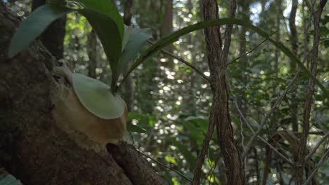 Dschungelbaumstamm-Mit-Wildpflanze---Grüne-Blätter-Tropische-Laubpflanzen---Nahaufnahme