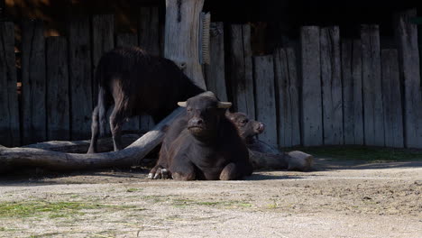 Water-Buffalo-mother-and-child-resting-on-ground-in-sun