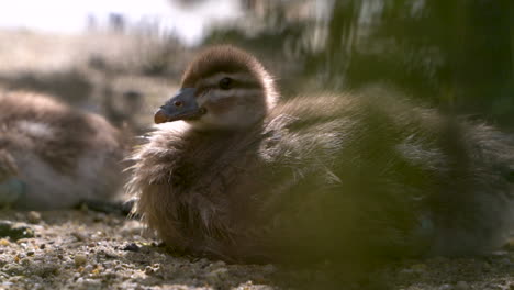 Young-Maned-Duck-basking-in-sunlight,-slow-motion-close-up-view
