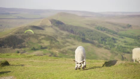 Handheld-shot-of-lamb-grazing-on-grass-on-top-of-Mam-Tor,-Castleton,-Peak-District,-England