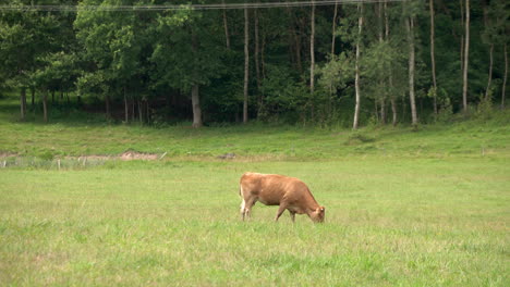 Eine-Braune-Kuh,-Die-Auf-Der-Wiese-Nahe-Dem-Wald-Weidet-Und-Frisches-Gras-In-Zielenica,-Polen,-Frisst,-Aufgenommen-In-4k